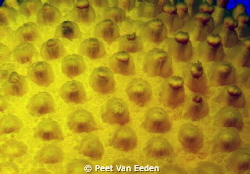 Patterns of a sunburst soft coral by Peet Van Eeden 